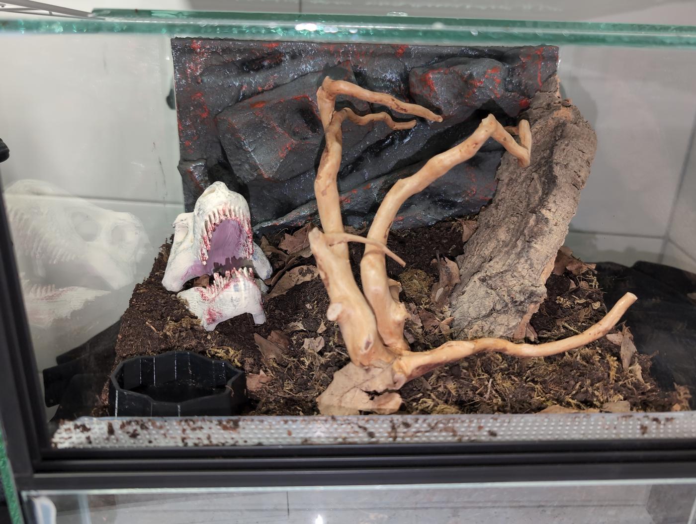 Picture showing an tarantula enclosure with a 3D printed T-Rex skull, Spiderwood, a piece of cork bark and a custom DIY rock background.