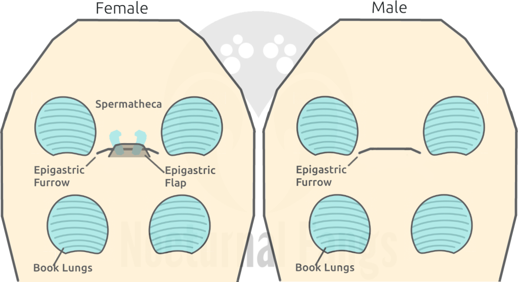 Schematic overview of a female and a male tarantula molt
