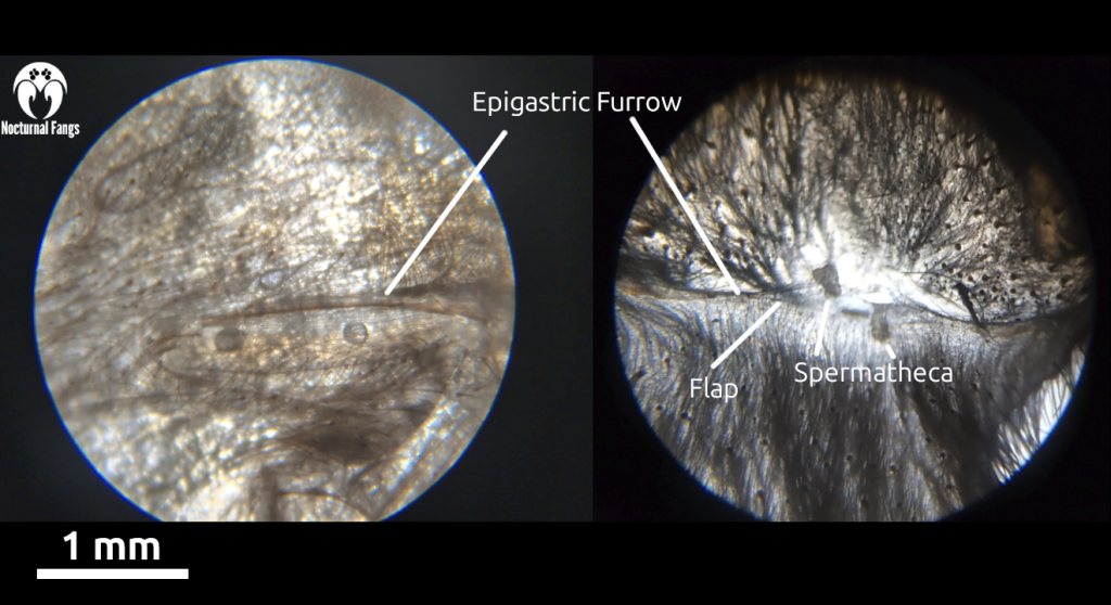 25x microscope image of a male tarantula molt and a femalte tarantula molt