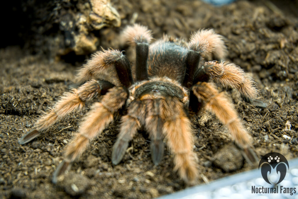 A close-up image of a Brachypelma klaasi tarantula