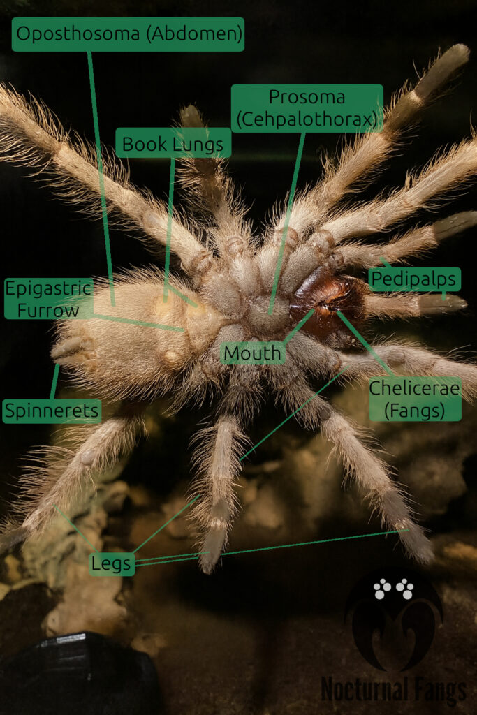 Picture of a Nhandu tripepii tarantula showing the anatomical features of a tarantula from a ventral side.