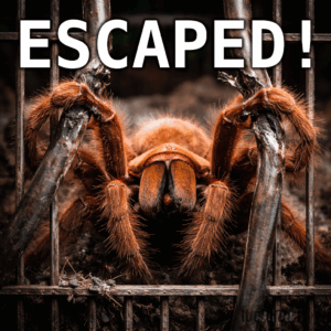 A tarantula breaking out from behind prison bars,