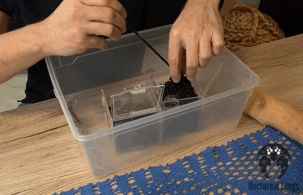 A picture showing a tarantula being rehoused inside a rehousing plastic box