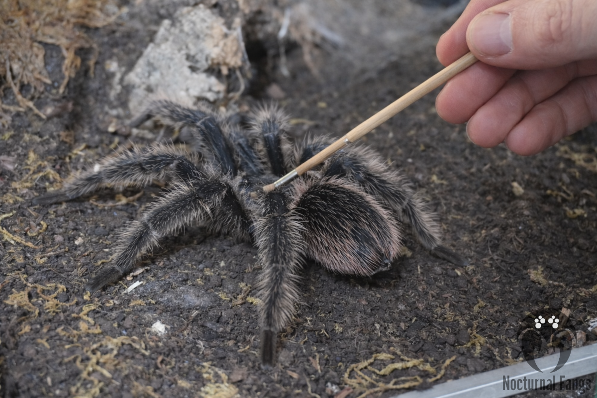 Image showing a tarantula handler gently moving the animal with a soft wooden brush ("poking stick").