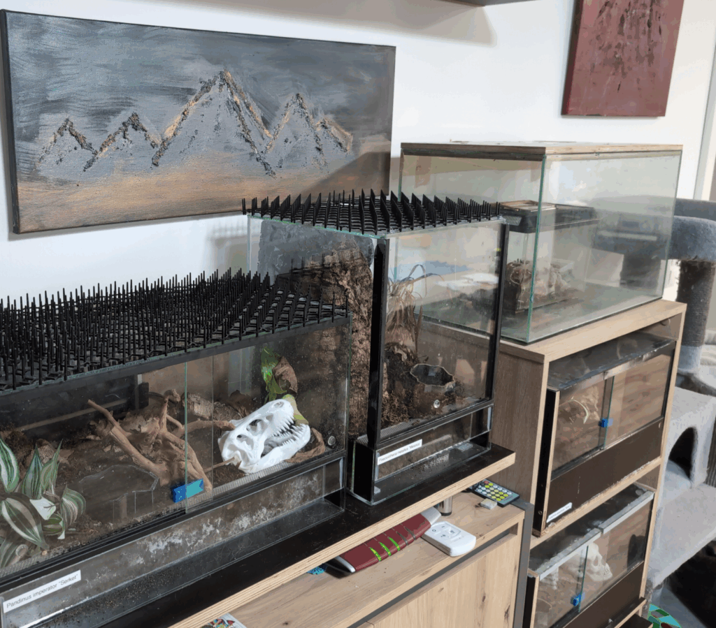 Glass tarantula enclosures arranged on shelves in a shared living space, fitted with plastic cat deterrent spikes on top to prevent pets from climbing onto the terrariums.