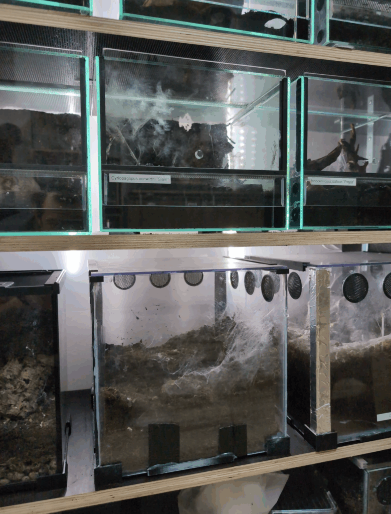 Stacked glass tarantula enclosures on shelving units, showing heavy webbing, deep substrate, and side ventilation holes used in a multi enclosure tarantula setup.